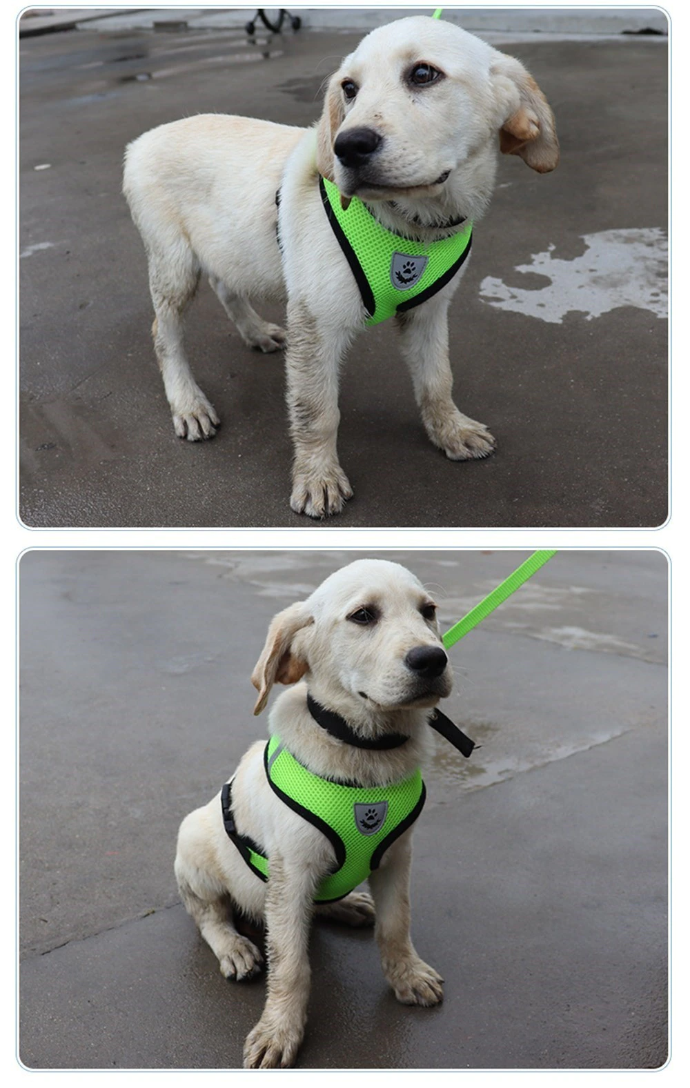 Reflective Pet Harness & Leash Set