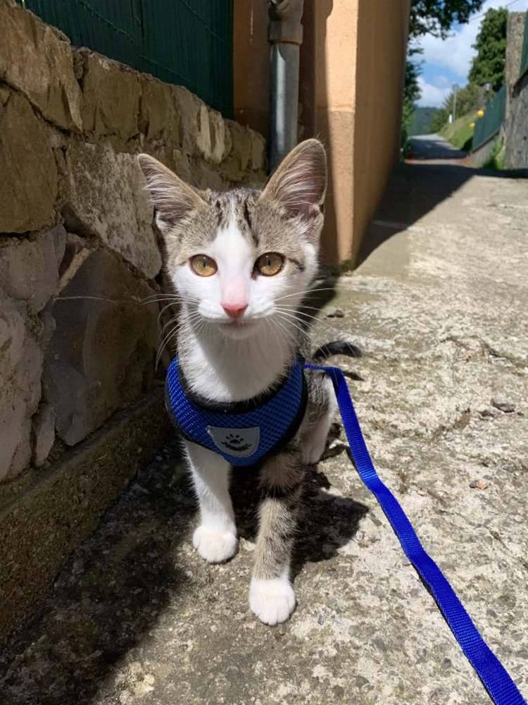 Reflective Pet Harness & Leash Set