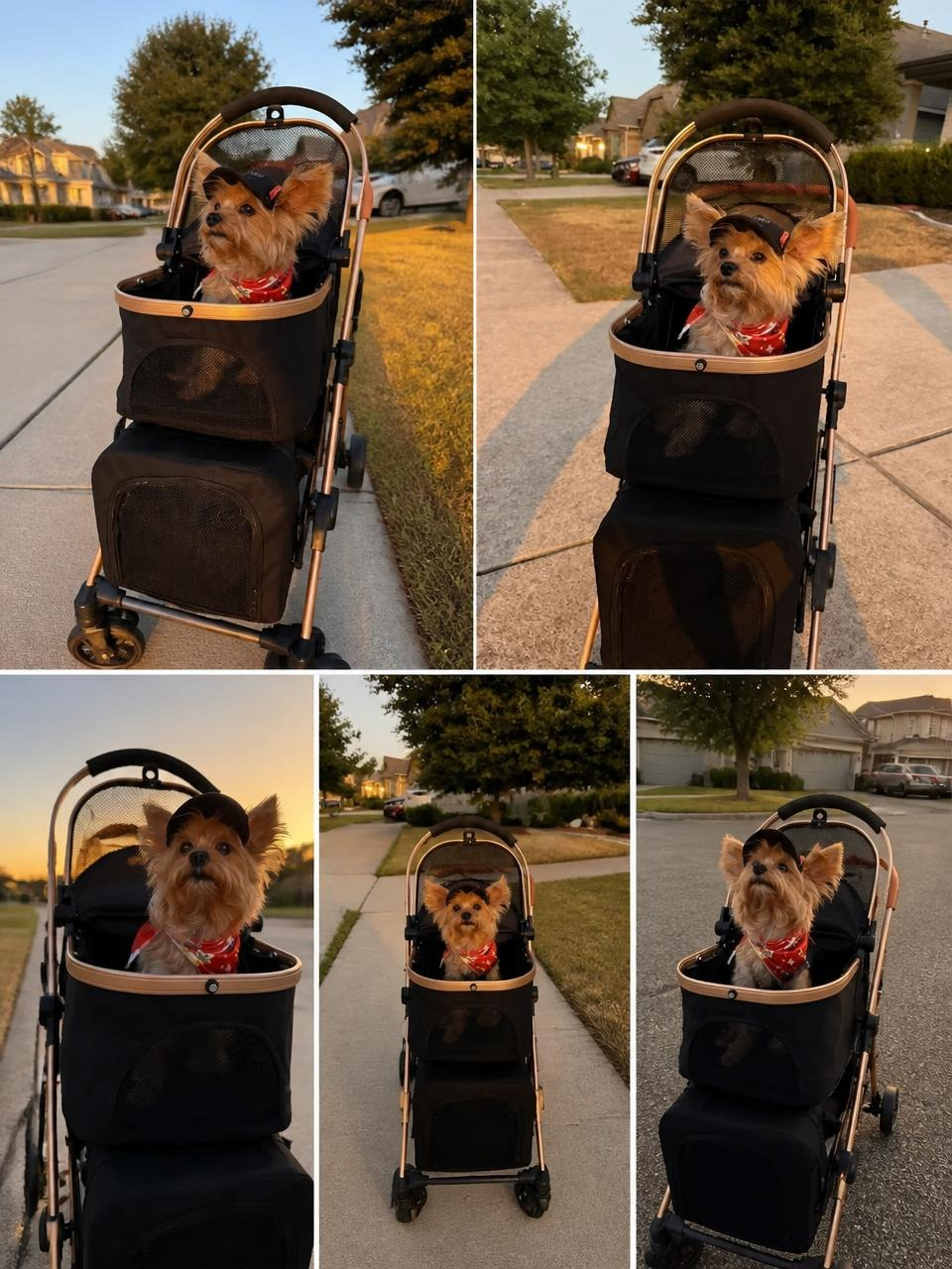 Different views of a small dog in the stroller