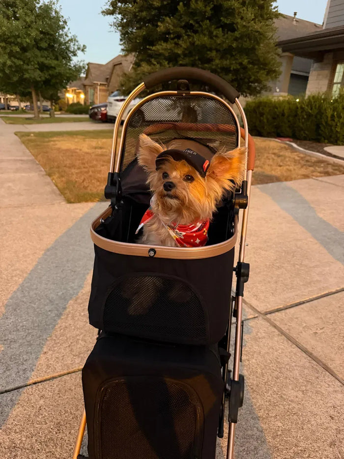 Small dog riding in the Charlotte Paws double stroller
